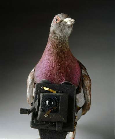 Миниатюрный фотоаппарат для крепления на голубе. 
